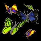 Various Butterflies